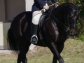 shania-mulder-equestrian-03