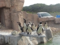 penguin02
