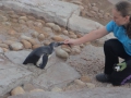 penguin04