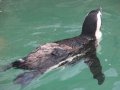 penguin11
