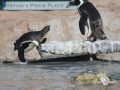 penguin13