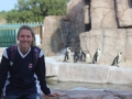 penguin15