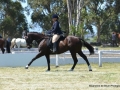 equestrian-2017-9