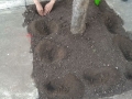 planting-with-GES-13