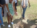 tree012