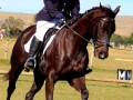equestrian-1
