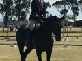 equestrian-wentzel-1