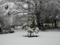 snow005